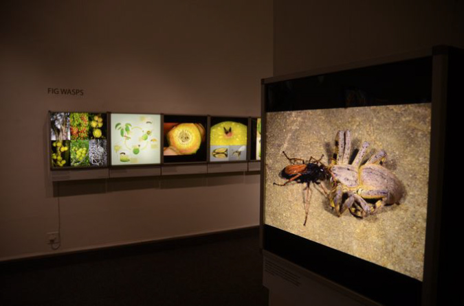 Wasp_exhibition__DSC3420